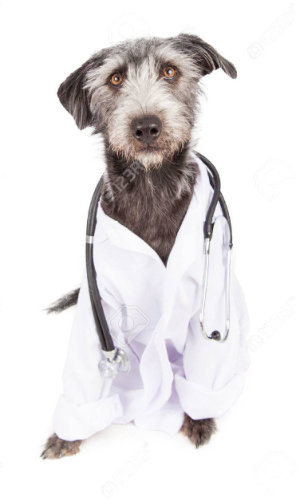 dr_dog.jpg